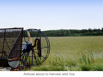 Airboat about to harvest wild rice