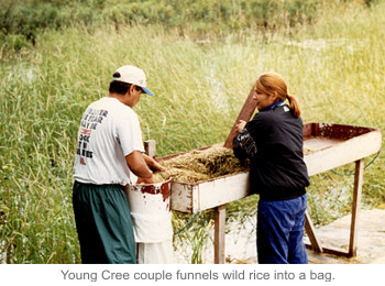 Young Cree couple funnels wild rice into a bag