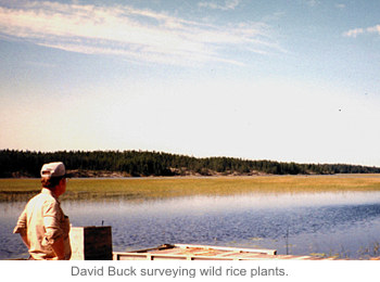 David Buck surveying wild rice plants