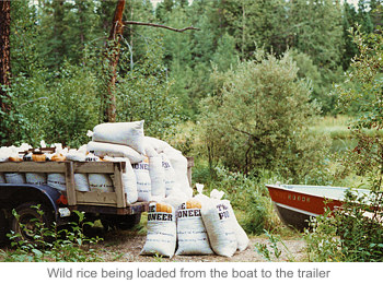 Wild rice being loaded from the boat to the trailer